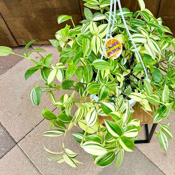 おしゃれ 観葉植物 選べる：トラディスカンチア*6号吊り鉢 トラカン