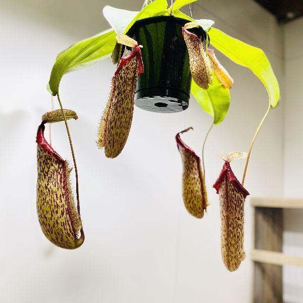 希少品種 観葉植物 食虫植物 ウツボカズラ ネペンテス ミランダ 吊り鉢 5号 F5573v 遊恵盆栽 Yahoo 店 通販 Yahoo ショッピング