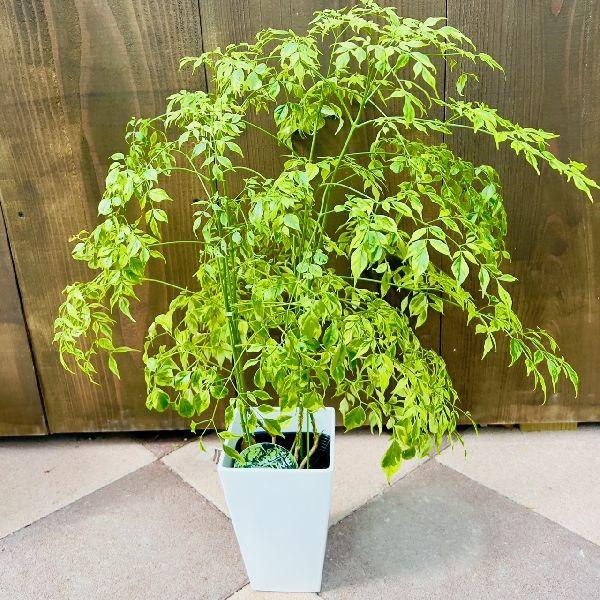 おしゃれ 観葉植物：ステレオスペルマム　レモンライム*プラポット