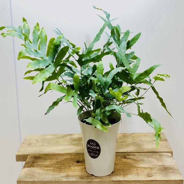 おしゃれ 観葉植物：フレボディウム オーレウム ブルースター*プラ鉢