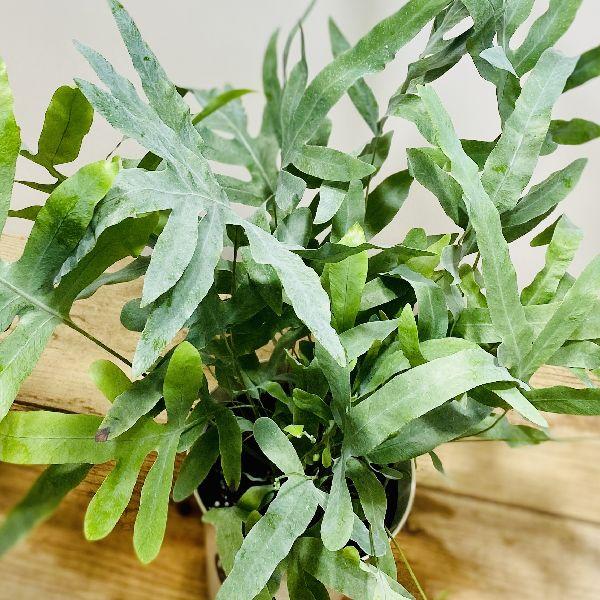 おしゃれ 観葉植物 フレボディウム オーレウム ブルースター プラ鉢 F5590v 遊恵盆栽 Yahoo 店 通販 Yahoo ショッピング