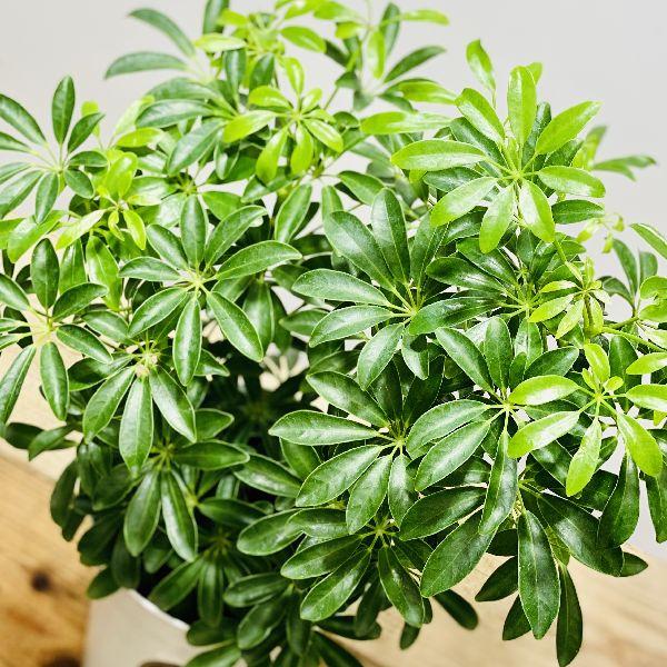 おしゃれ 観葉植物：シェフレラ*プラポット カポック : 遊恵盆栽 Yahoo