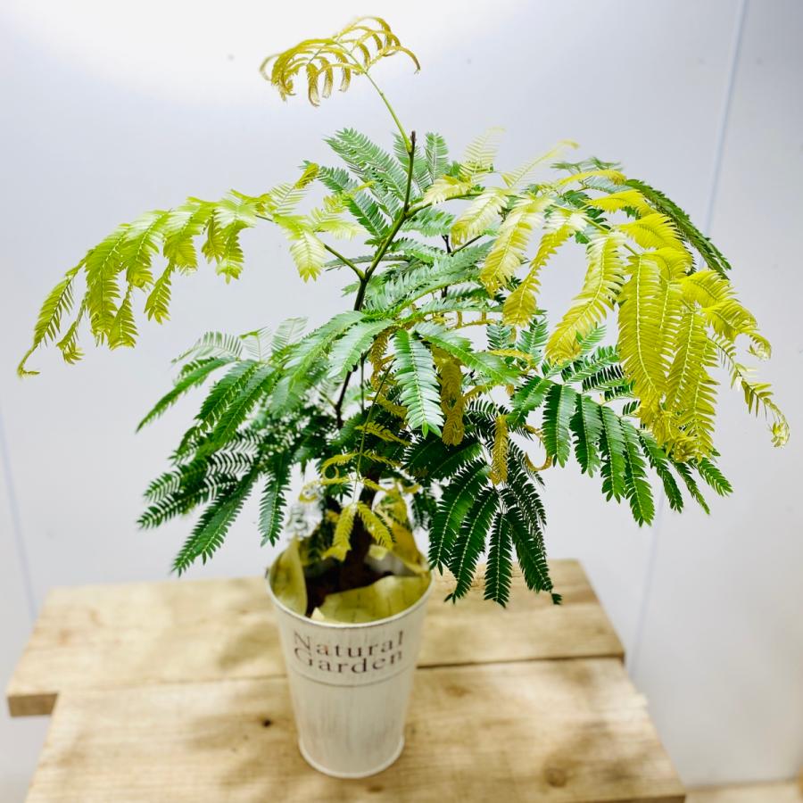 観葉植物 ネムの木 エバーフレッシュ ブリキバケツ鉢カバー 鉢色おまかせ F5595v 遊恵盆栽 Yahoo 店 通販 Yahoo ショッピング
