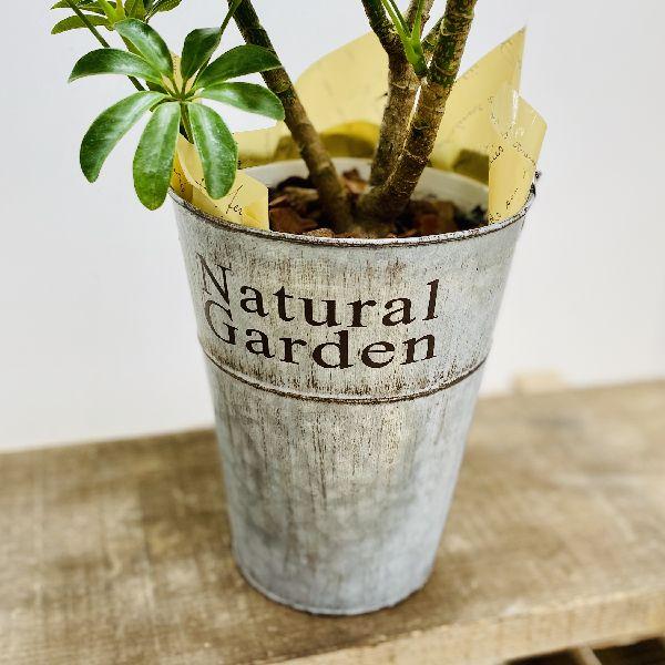観葉植物 ネムの木 エバーフレッシュ ブリキバケツ鉢カバー 鉢色おまかせ F5595v 遊恵盆栽 Yahoo 店 通販 Yahoo ショッピング