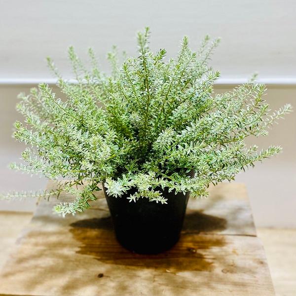 苗 観葉植物 ウエストリンギア スモーキー 7号 F5606v 遊恵盆栽 Yahoo 店 通販 Yahoo ショッピング