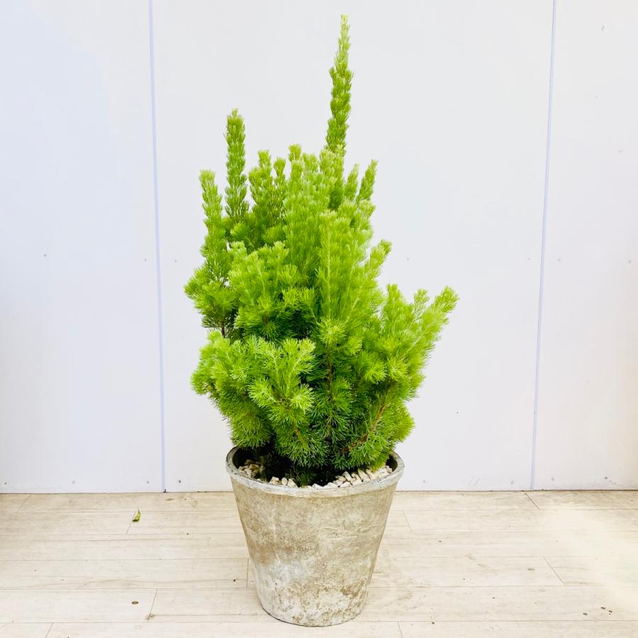 観葉植物 アデナンサス アルバニー ウォーリーブッシュ モスポット 鉢植え F5609v 遊恵盆栽 Yahoo 店 通販 Yahoo ショッピング