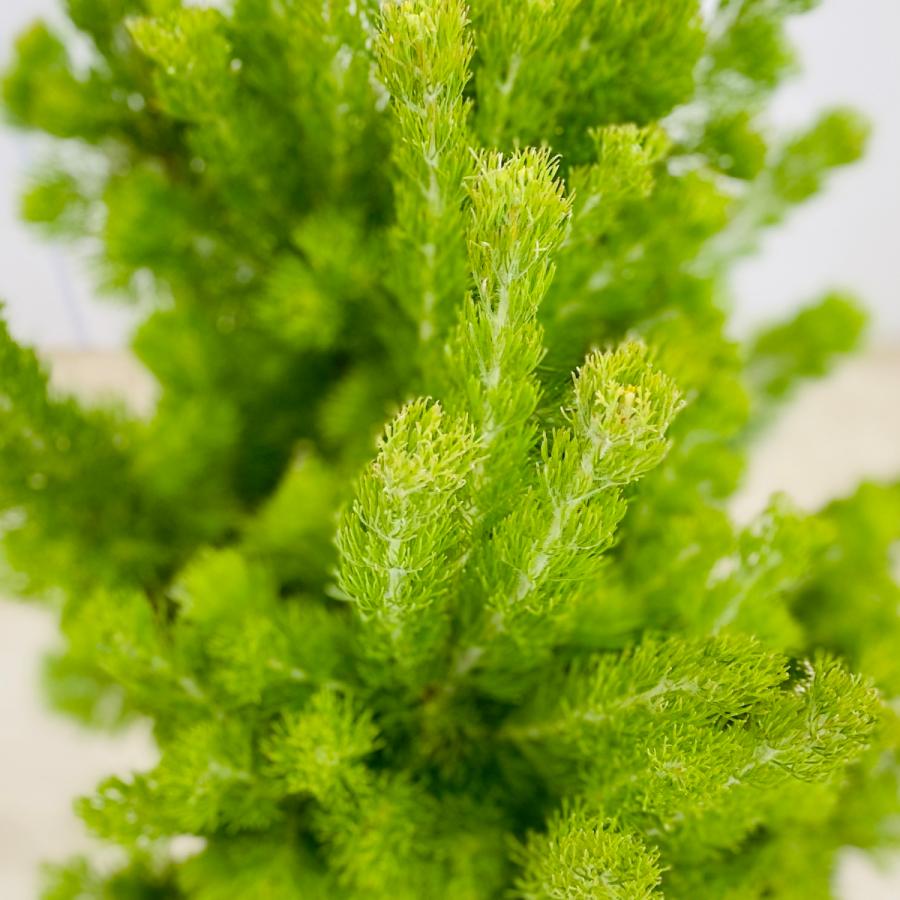 観葉植物 アデナンサス アルバニー ウォーリーブッシュ モスポット 鉢植え F5609v 遊恵盆栽 Yahoo 店 通販 Yahoo ショッピング