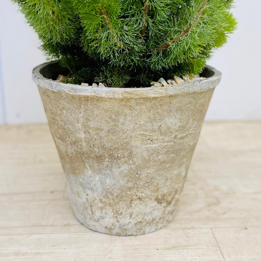 観葉植物 アデナンサス アルバニー ウォーリーブッシュ モスポット 鉢植え F5609v 遊恵盆栽 Yahoo 店 通販 Yahoo ショッピング