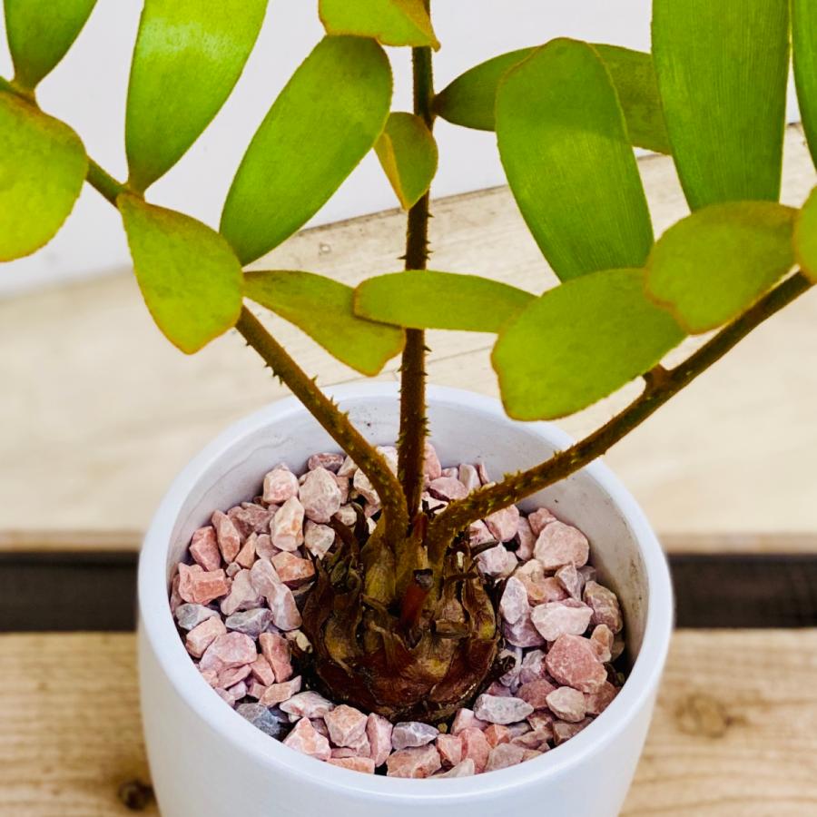 おしゃれ 観葉植物：メキシコソテツ 白鉢植え*受皿付 ザミア 飾り石