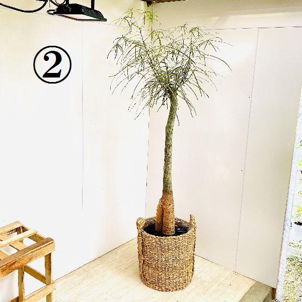 おしゃれ 観葉植物：ブラキキトン ボトルツリー バスケット鉢カバー
