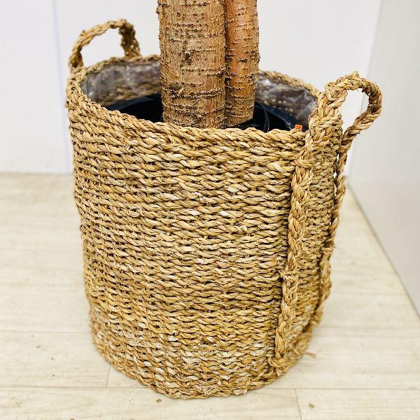おしゃれ 観葉植物：ブラキキトン ボトルツリー バスケット鉢カバー