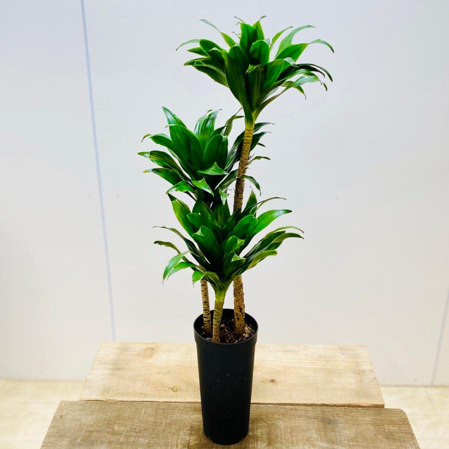 観葉植物：ドラセナ コンパクタ*3.5号 プラポット : 遊恵盆栽 Yahoo!店