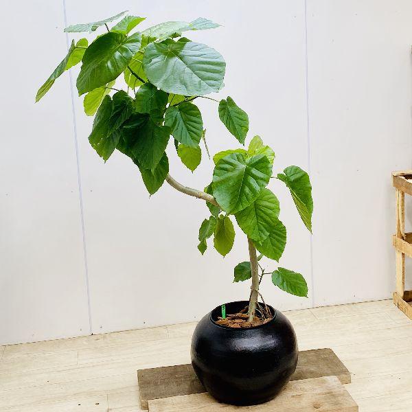 絶対的存在へ 手放せない極上 おしゃれ 観葉植物 ウンベラータ ファイバー鉢植え 大型ヤマト便 正規販売代理店 R4urealtygroup Com