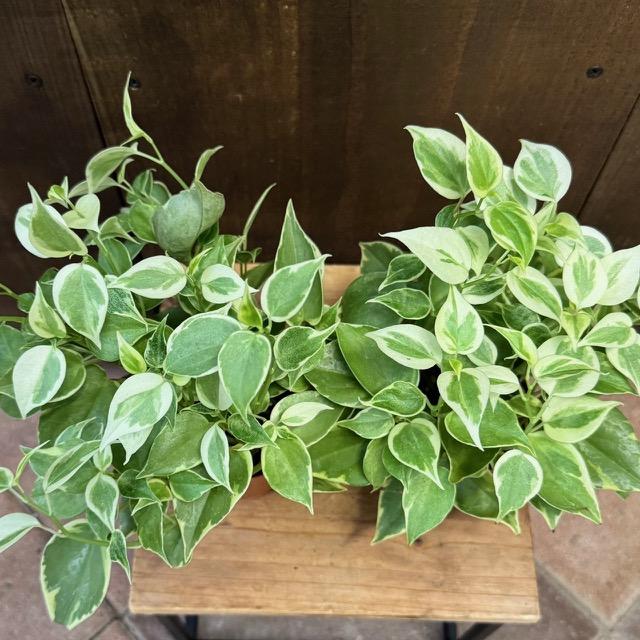 専用　セルペンス 苗 観葉植物：ペペロミア セルペンス*2個セット : 遊恵盆栽 Yahoo!店