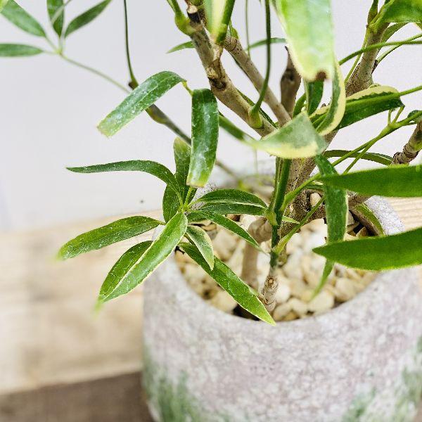 おしゃれ 観葉植物 シェフレラ アンガスティフォリア 鉢植え 受皿付 F5637v 遊恵盆栽 Yahoo 店 通販 Yahoo ショッピング