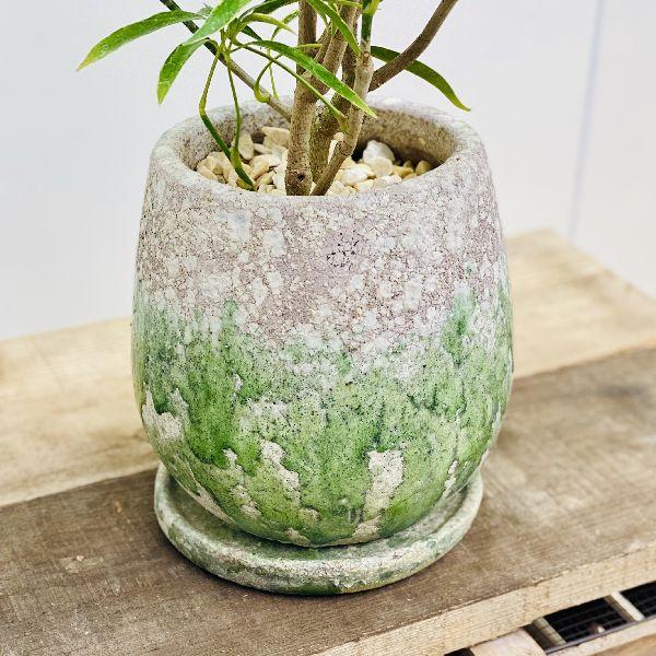 おしゃれ 観葉植物 シェフレラ アンガスティフォリア 鉢植え 受皿付 F5637v 遊恵盆栽 Yahoo 店 通販 Yahoo ショッピング
