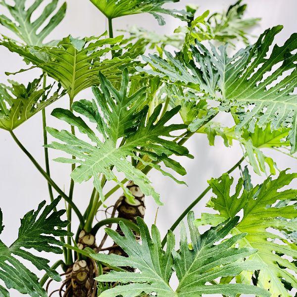 おしゃれ　観葉植物：フィロデンドロン 　セローム　ホープ　鉢植え*大型佐川急便　現品 