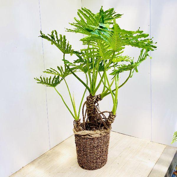 公式 おしゃれ 観葉植物 フィロデンドロン セローム ホープ バスケット 大型佐川急便 現品 日本産 Bitcoinbro Frankhawley Com