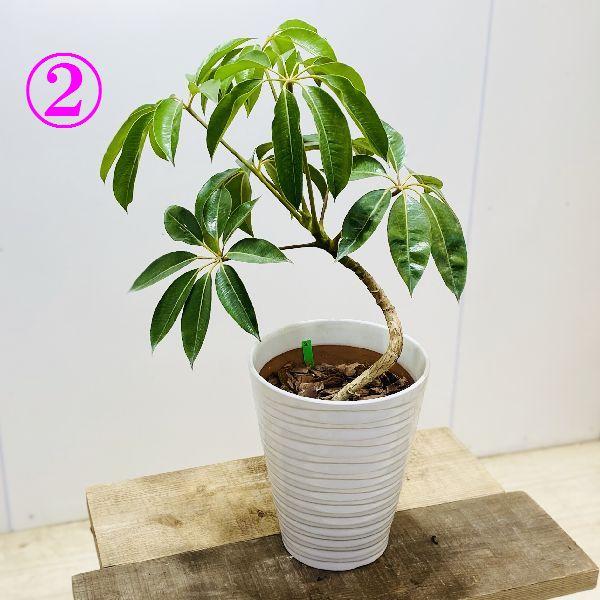 おしゃれ 観葉植物：ツピタンサス シェフレラ ピュックレリ*陶器鉢