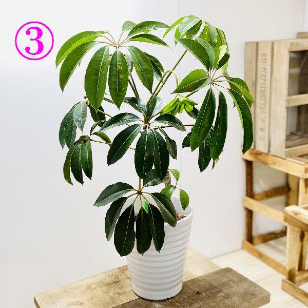 おしゃれ 観葉植物：ツピタンサス シェフレラ ピュックレリ*陶器鉢