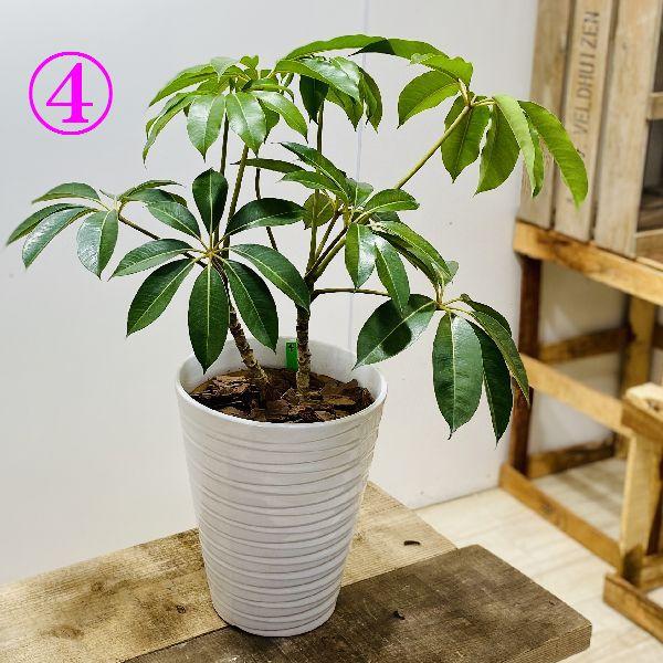 おしゃれ 観葉植物：ツピタンサス シェフレラ ピュックレリ*陶器鉢