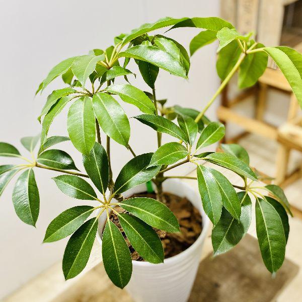 おしゃれ 観葉植物：ツピタンサス シェフレラ ピュックレリ*陶器鉢