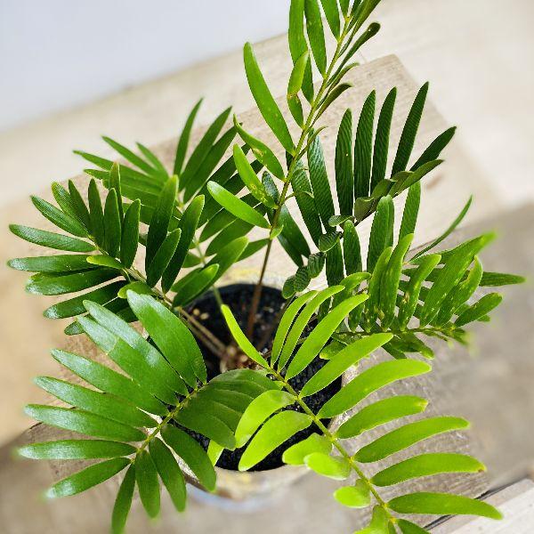 おしゃれ 観葉植物：ソテツ フロリダーナ ザミア 鉢植え*受皿付 富士砂