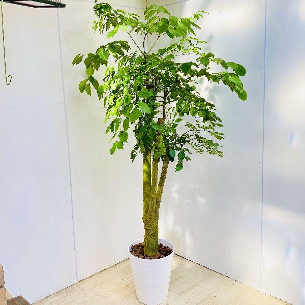 おしゃれ　観葉植物：ヘテロパナックス*セラアート　大型佐川急便　現品