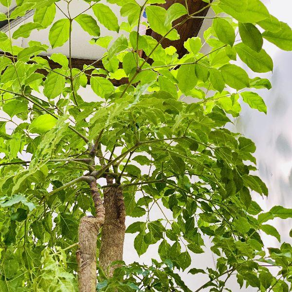 おしゃれ　観葉植物：ヘテロパナックス*セラアート　大型佐川急便　現品 