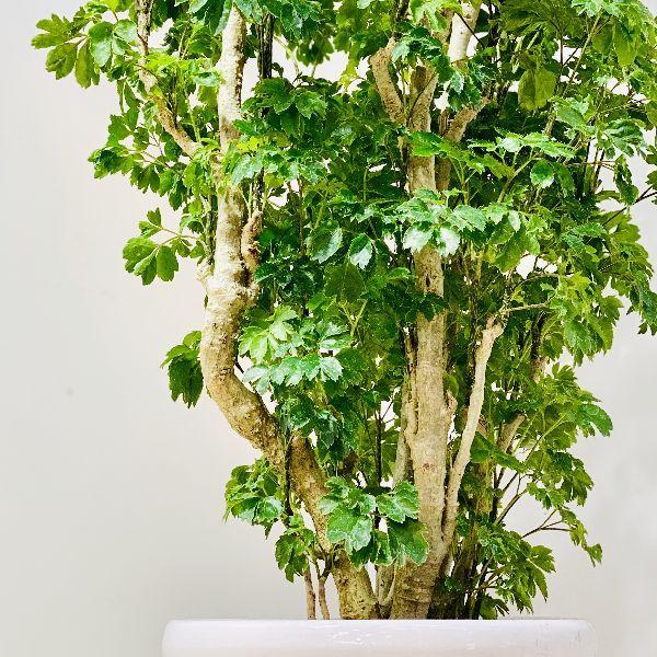 ☆ ポリシャス バタフライ♪ 10号size 122cm♪ y-bonsai_f5172v
