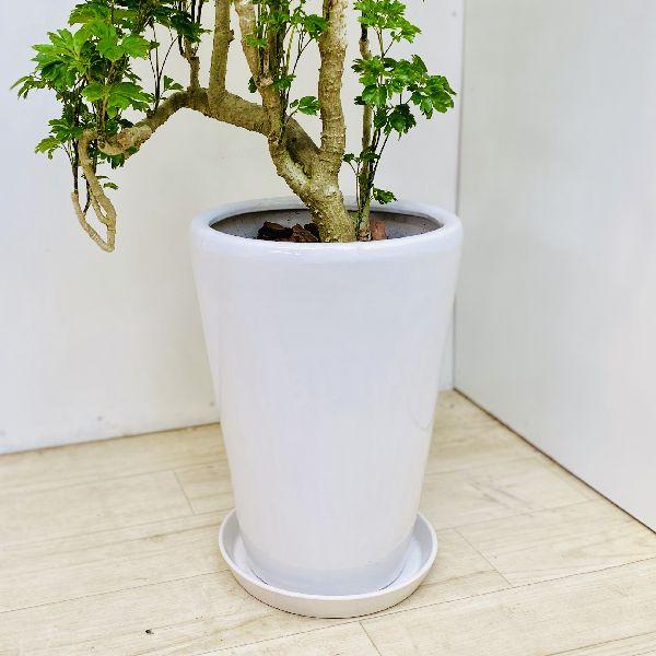 ☆ ポリシャス バタフライ♪ 10号size 122cm♪ ☆ ポリシャス バタフライ♪ 10号size 122cm♪ dショッピング |NEW