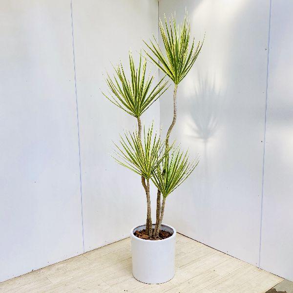 おしゃれ 観葉植物 ドラセナ・コンシンネ ホワイボリー*陶器鉢 大型