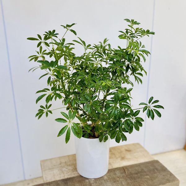 おしゃれ 観葉植物：シェフレラ コンパクタクイーン*陶器鉢 : 遊恵盆栽
