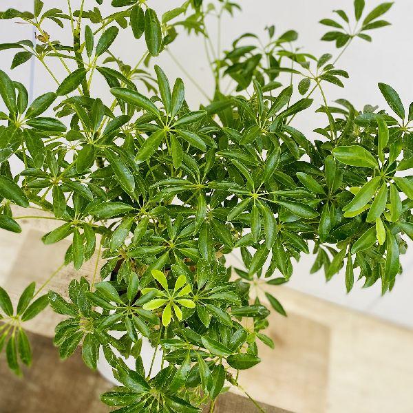 おしゃれ 観葉植物：シェフレラ コンパクタクイーン*陶器鉢 : 遊恵盆栽