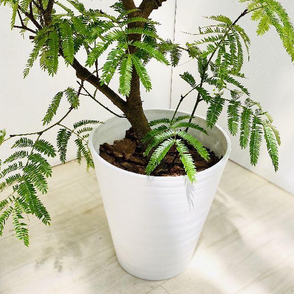 観葉植物 観葉植物 エバーフレッシュ ねむの木 ネムノキ 曲がり 8号白