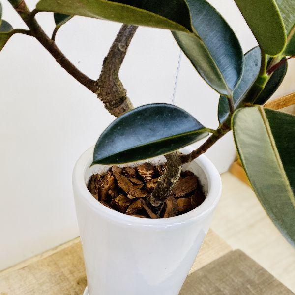 おしゃれ 観葉植物：フィカス バーガンディ クロゴムの木*陶器鉢 受皿