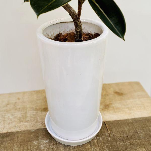 おしゃれ 観葉植物：フィカス バーガンディ クロゴムの木*陶器鉢 受皿