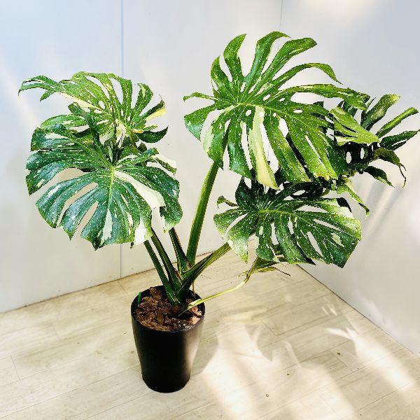 おしゃれ 観葉植物：斑入りモンステラ*プラポット バークチップ 大型
