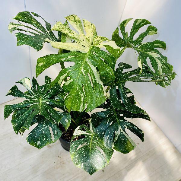 おしゃれ 観葉植物 斑入りモンステラ セラアート バークチップ 大型ヤマト便 2番 F5680v 遊恵盆栽 Yahoo 店 通販 Yahoo ショッピング