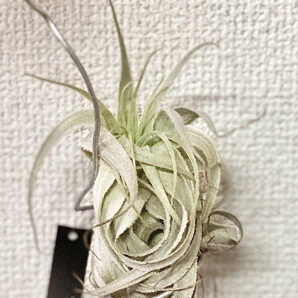 おしゃれ 観葉植物 エアープランツ：チランジア ガルドネリ ルピコラ