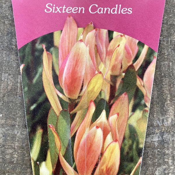 おしゃれ 観葉植物 苗：リューカデンドロン シックスティーン