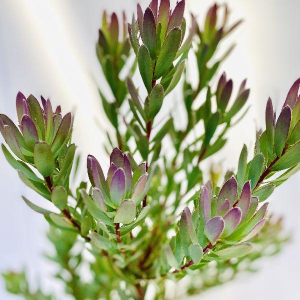 おしゃれ 観葉植物 苗：リューカデンドロン シックスティーン