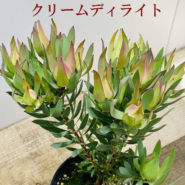 おしゃれ 希少品種 観葉植物 ギンヨウジュ：リューカデンドロン* 5号