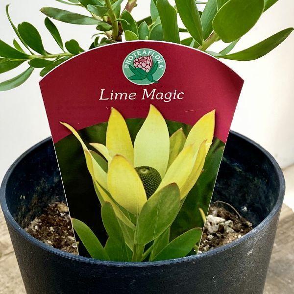 おしゃれ 希少品種 観葉植物 ギンヨウジュ：リューカデンドロン* 5号