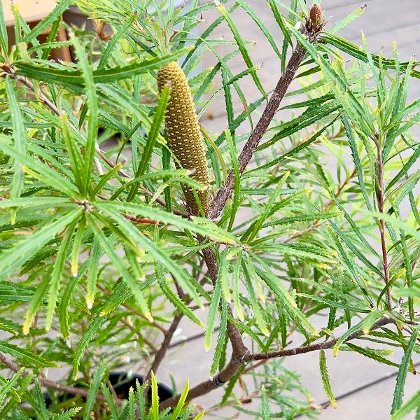 ヘアピンバンクシア 苗木 7号鉢 【公式通販】