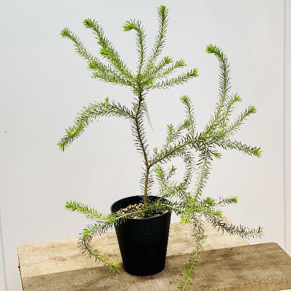 観葉植物 鉢花 苗：バンクシア エリシフォリア*ヒースバンクシア 5号