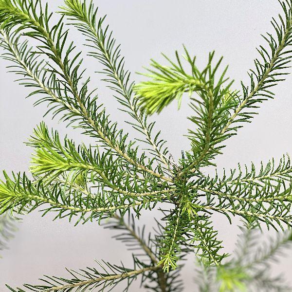 観葉植物 鉢花 苗：バンクシア エリシフォリア*ヒースバンクシア 5号