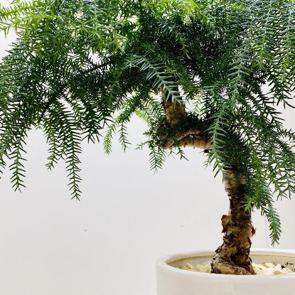 観葉植物 鉢花 苗：ナンヨウスギ*アロカリア 陶器鉢 受皿付 現品