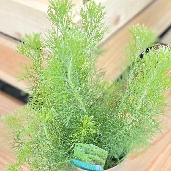 おしゃれ 観葉植物：アデナンサス アルバニー ウーリーブッシュ*4号