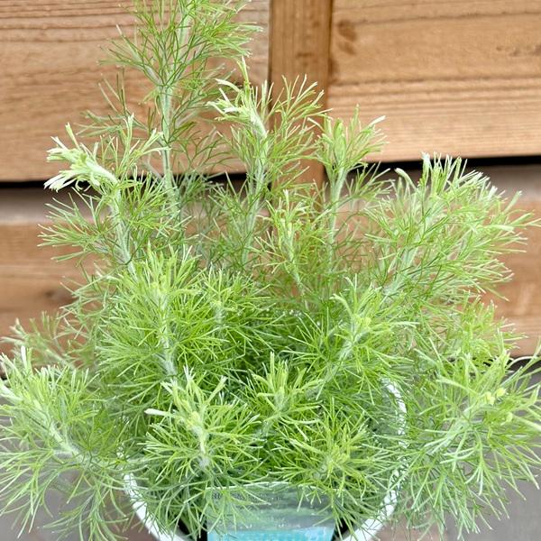 おしゃれ 観葉植物：アデナンサス アルバニー ウーリーブッシュ*4号